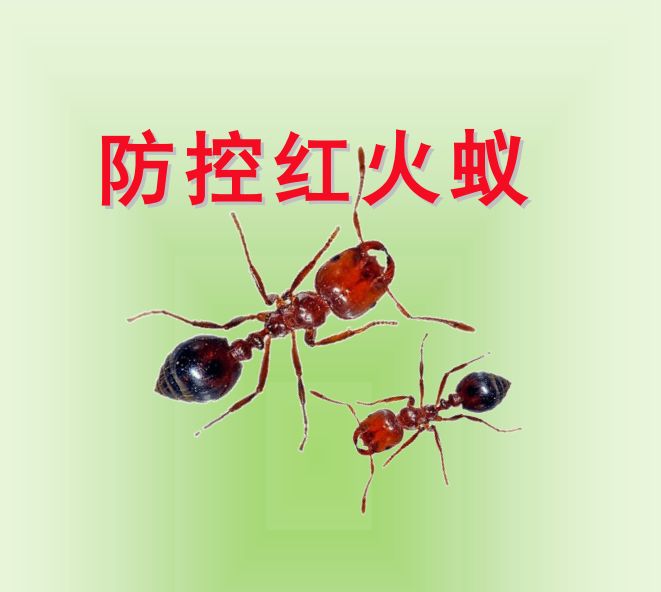 柳州红火蚁防治、灭红蚂蚁、赫鼎鸿公司灭鼠