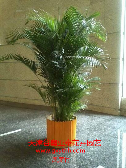 天津绿色植物销售中心天津绿色植物租赁中心