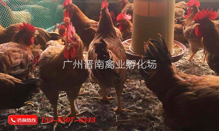 新手养鸡怎么选择鸡苗黄花公鸡黄4黄3优质肉土鸡 供应批发价格土3土4品种
