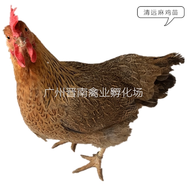 广州清远麻鸡苗  厂家土2号苗批发 土鸡苗清远鸡肉鸡