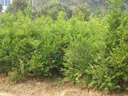供应四季红苗圃基地苗木红豆杉1.5米高红豆杉批发价格