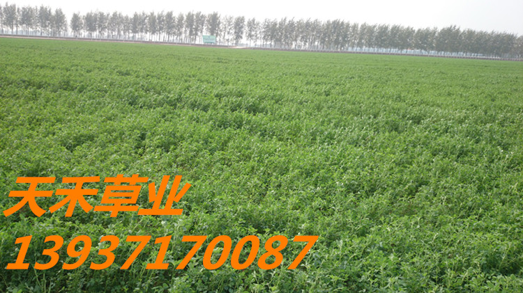 郑州供应进口苜蓿种子 紫花苜蓿种籽 多年生牧草种子