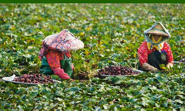 江苏哪里有菱角种子种苗出售菱角种子多少钱一斤
