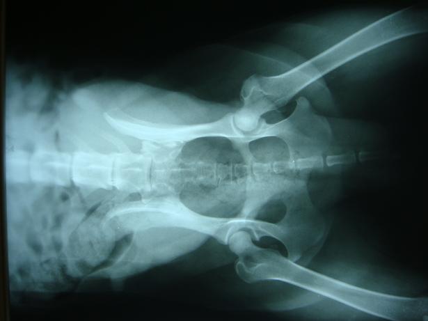便携式小型动物X光机
