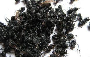 北京黑蚂蚁专卖 东北特产