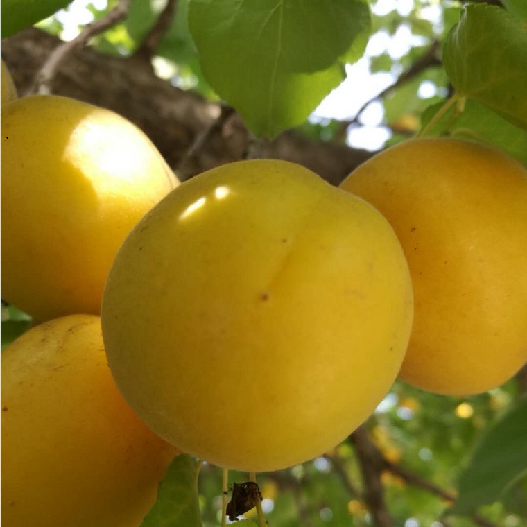 供应杏树苗品种香蜜杏树苗批发