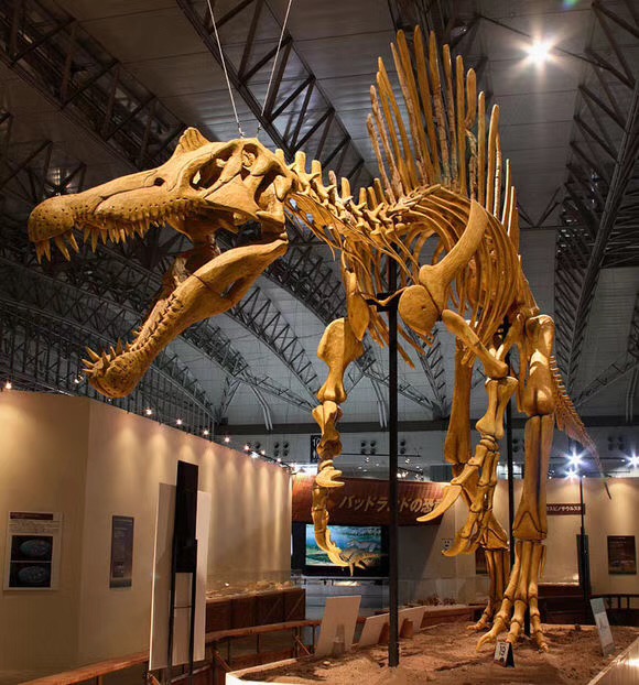 仿真恐龙骨架模型 恐龙化石模型制作
