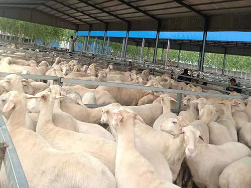 梁山县低价出售湖羊澳洲羊杜泊羊种羊