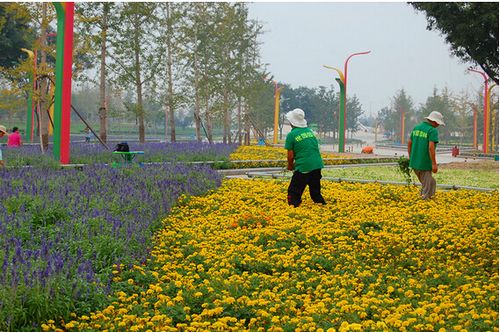 惠州绿化养护服务草坪养护 怡轩园林绿化养护