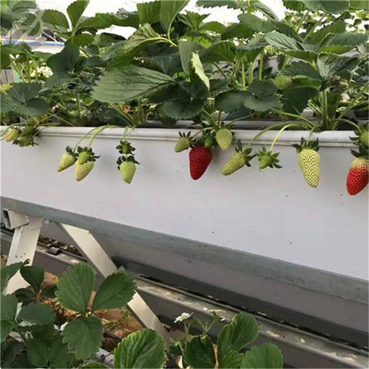 河北厂家供应草莓槽A字立体种植架