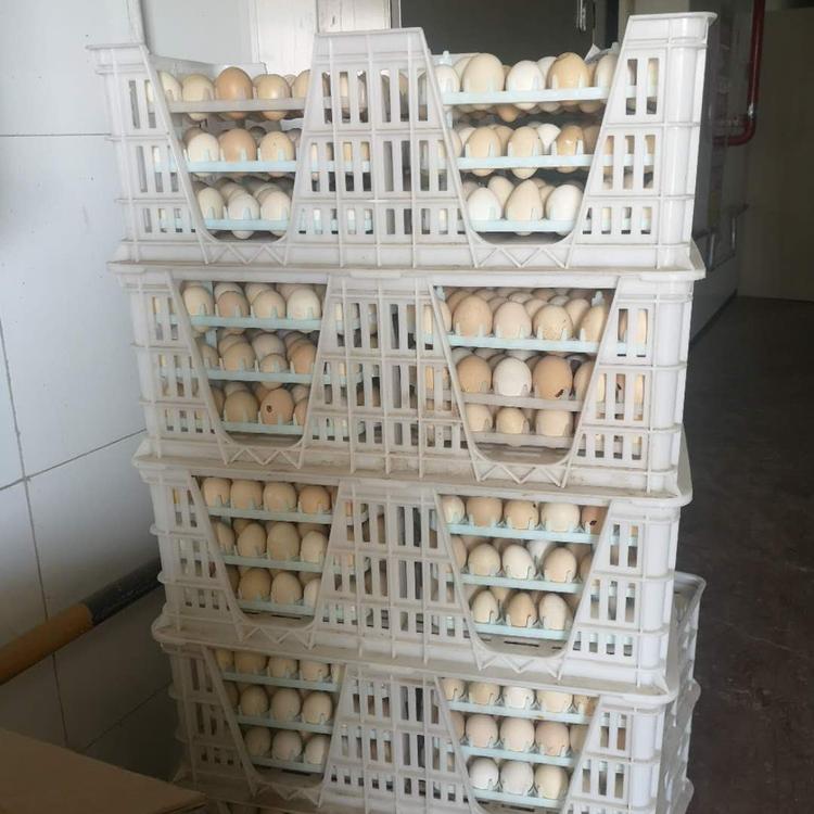 新式种蛋周转箱 种鸡蛋周转筐 加厚塑料蛋筐 种鸡蛋蛋筐 