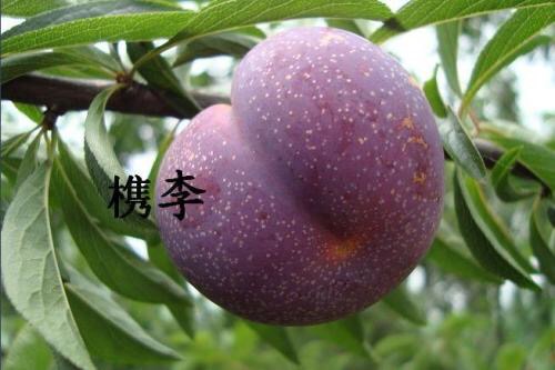 供应:【槜李】皇家贡品水果(树苗)桐乡特产