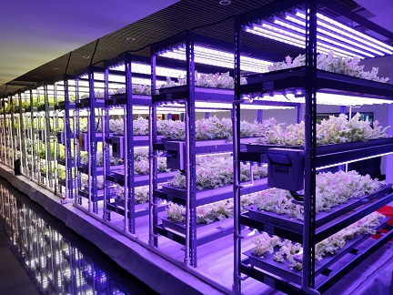 LED高压钠灯温室大棚植物生长灯补光灯高压钠灯种番茄