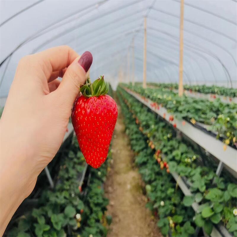 草莓种植槽 草莓无土栽培槽 草莓立体种植成本