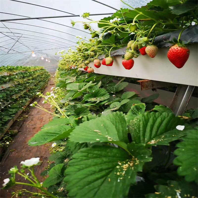草莓种植槽 草莓无土栽培槽 草莓立体种植成本