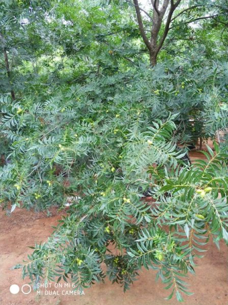 河南洛阳供应米径3-15公分美国山核桃树