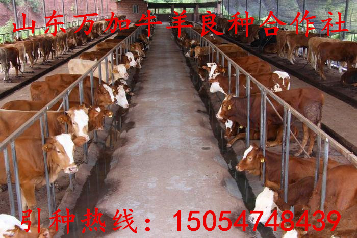 山东肉牛养殖价格