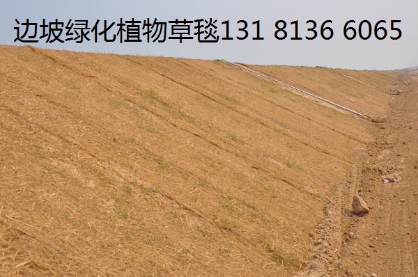 青海生态毯 环保草毯 植物纤维毯 稻草植被毯边坡修复