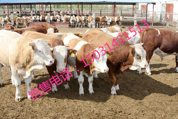 西门塔尔牛供应专业