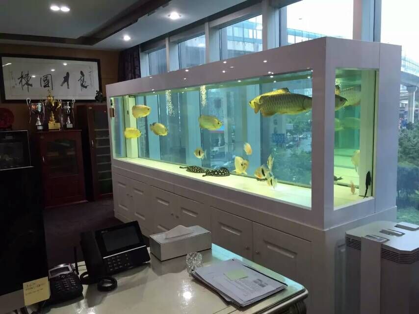 鱼缸清洗公司,珠江新城哪里清洗龙鱼缸,鱼缸换水换海绵