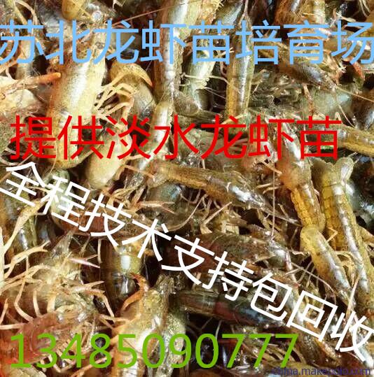 南京龙虾苗直销包成活包回收免费提供养殖技术