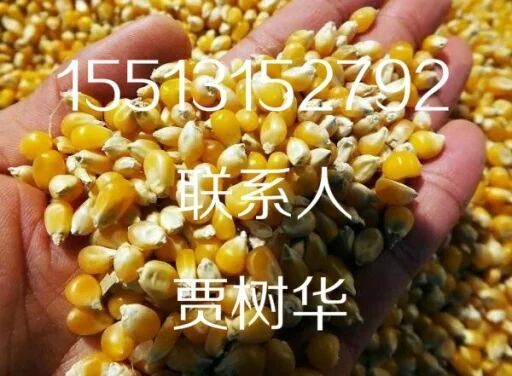 大量供应黄玉米粒色泽金黄