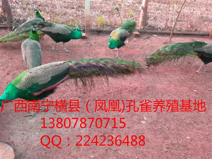 广西南宁横县(凤凰)白孔雀养殖场