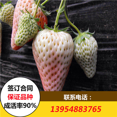 白草莓苗 白草莓苗价格