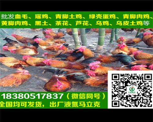 陕西汉中西乡县五黑鸡苗孵化基地
