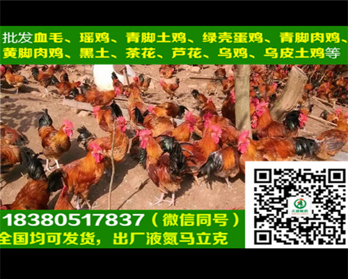 陕西汉中西乡县五黑鸡苗孵化基地