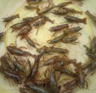 苏州哪里有小龙虾苗养殖基地苏州小龙虾苗现在多少钱一斤