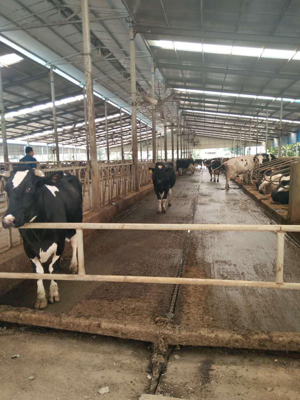 微生态制剂反刍动物牛羊养殖专用