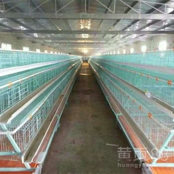 养殖所需层叠式鸡笼养鸡设备的介绍