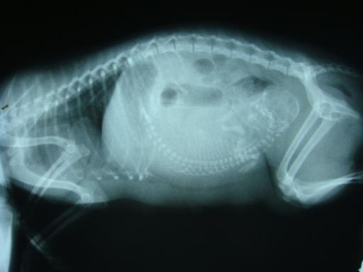 小动物X光机
