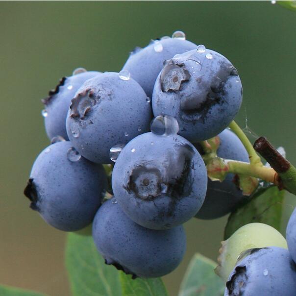 进口野生蓝莓浓缩汁 野生蓝莓浓缩清汁供应